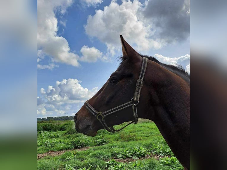 Appaloosa Hengst 5 Jahre 165 cm Tigerschecke in Boxmeer