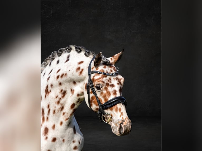 Appaloosa Hengst 6 Jaar 143 cm Appaloosa in Oirschot