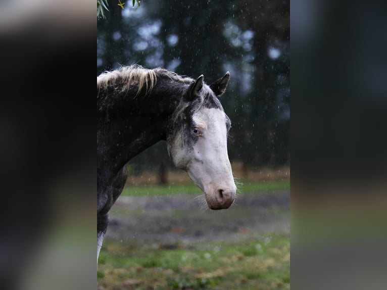 Appaloosa Hengst 6 Jaar Appaloosa in Geldern