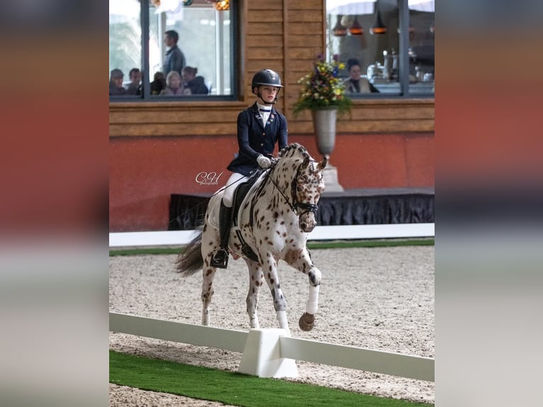 Appaloosa Hengst 6 Jahre 143 cm Tigerschecke in Oirschot