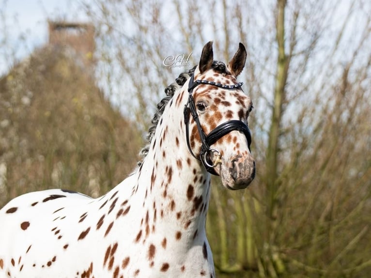 Appaloosa Hengst 6 Jahre 143 cm Tigerschecke in Oirschot