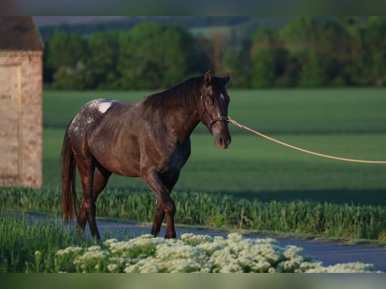 Appaloosa Hengst 6 Jahre 155 cm  in Poysbrunn