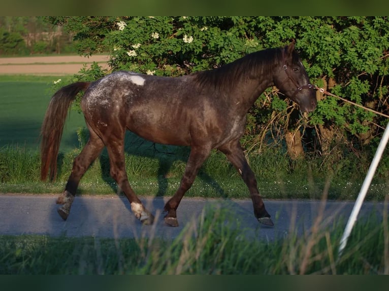 Appaloosa Hengst 6 Jahre 155 cm  in Poysbrunn