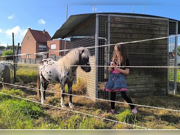 Appaloosa Hengst 6 Jahre Tigerschecke in Averbode