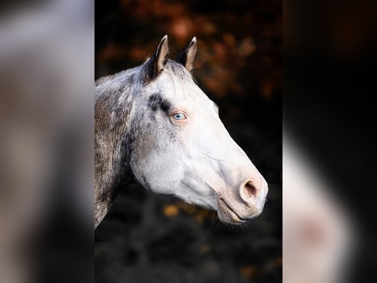 Appaloosa Hengst 6 Jahre Tigerschecke in Geldern