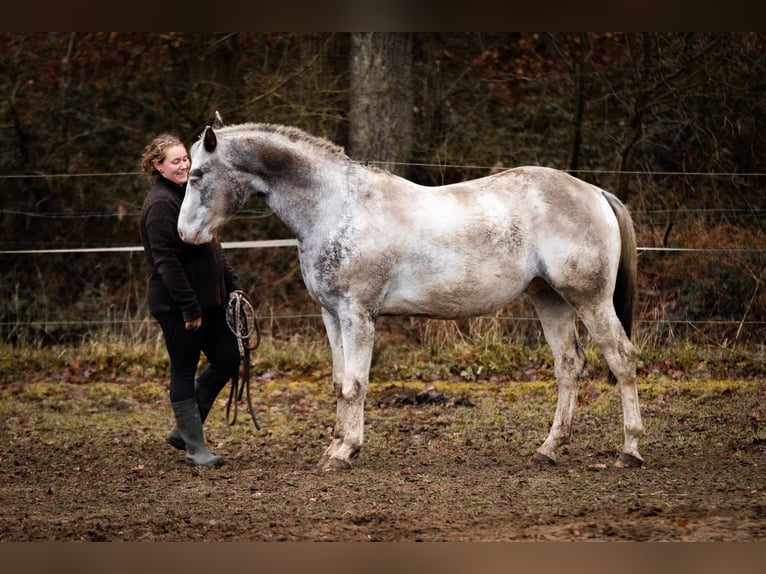 Appaloosa Hengst 6 Jahre Tigerschecke in Geldern