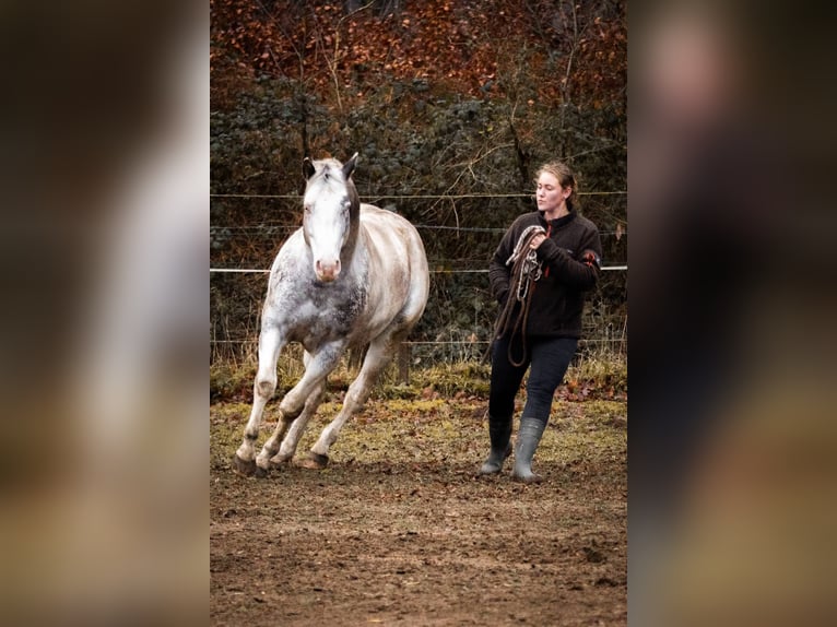 Appaloosa Hengst 6 Jahre Tigerschecke in Geldern