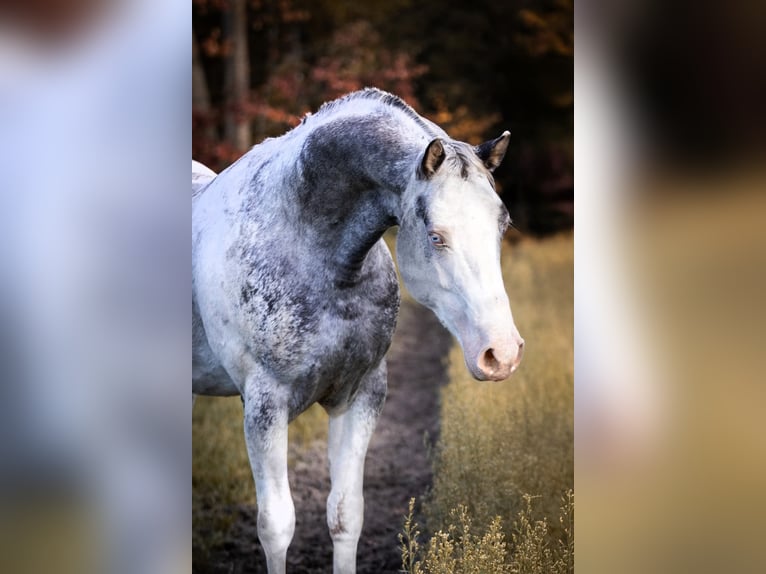 Appaloosa Hengst 6 Jahre Tigerschecke in Geldern
