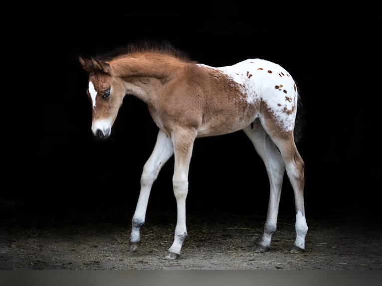 Appaloosa Hengst 6 Jahre Tigerschecke in Geldern