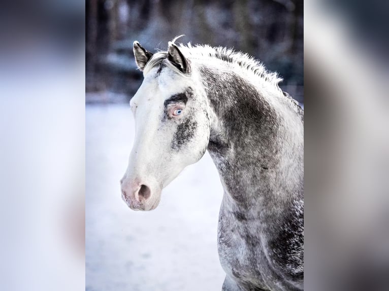 Appaloosa Hengst 6 Jahre Tigerschecke in Geldern