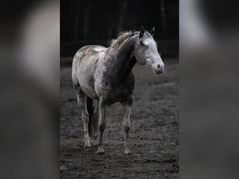 Appaloosa Hengst 6 Jahre Tigerschecke in Geldern