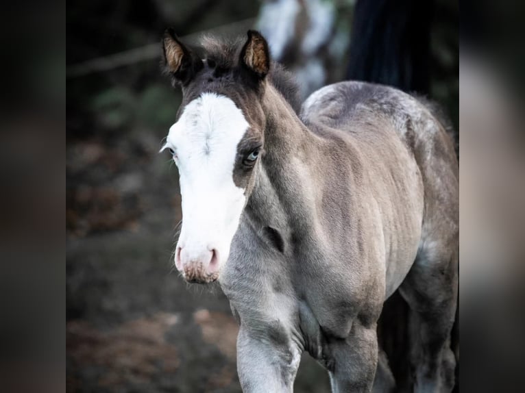 Appaloosa Hengst 6 Jahre Tigerschecke in Geldern