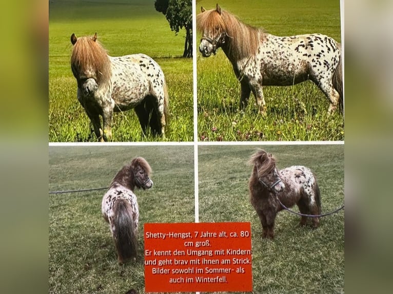 Appaloosa Hengst 7 Jaar 80 cm Appaloosa in Linkenbach