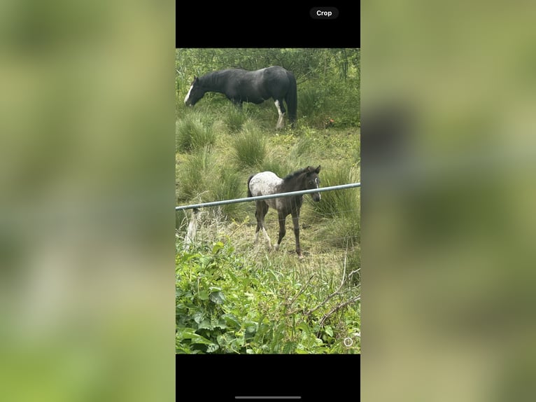 Appaloosa Hengst 7 Jaar in Dublin