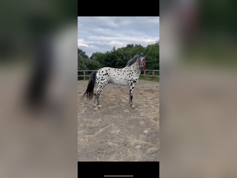 Appaloosa Hengst 7 Jaar in Dublin