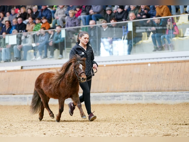 Appaloosa Hengst 9 Jahre  in Seyring