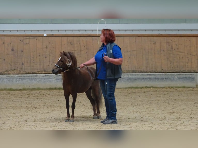 Appaloosa Hengst 9 Jahre  in Seyring
