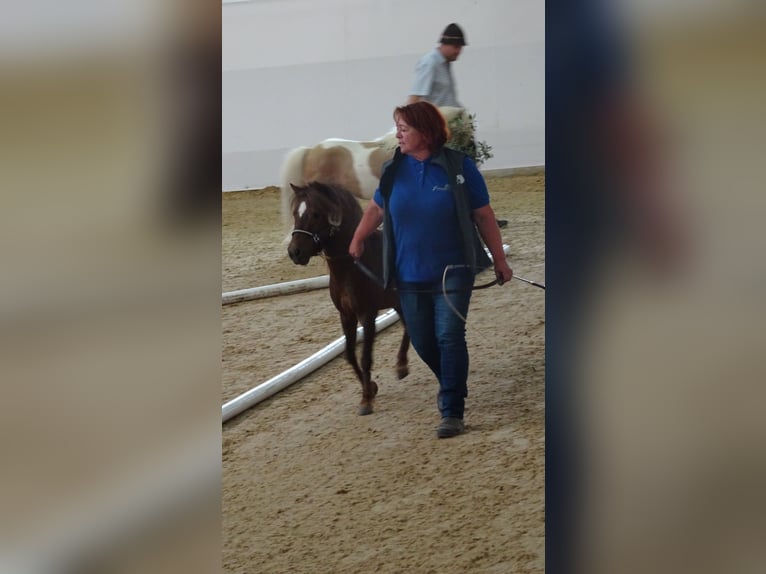 Appaloosa Hengst 9 Jahre  in Seyring