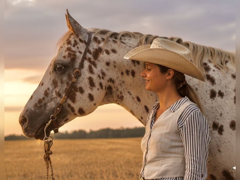 Appaloosa Hengst Appaloosa in Kirtorf