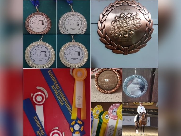 Appaloosa Hengst Brauner in Oberbronn