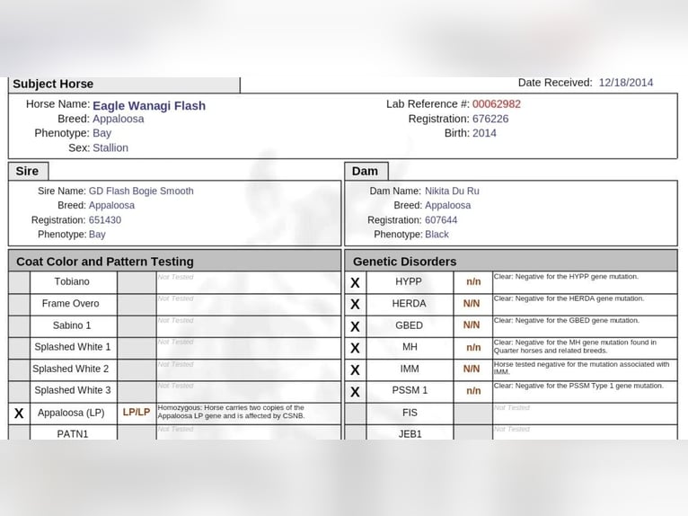 Appaloosa Hengst Brauner in Oberbronn