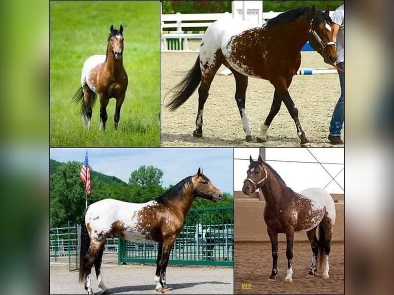 Appaloosa Hengst Brauner in Oberbronn