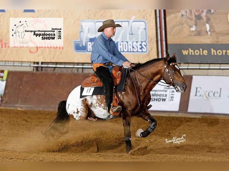 Appaloosa Hengst Brauner in Oberbronn