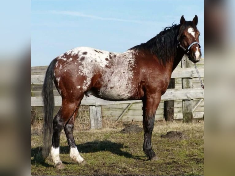 Appaloosa Hengst Bruin in Jerichow OT Mangelsdorf