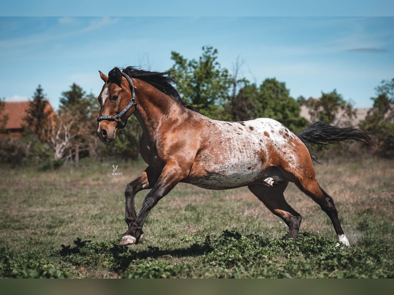 Appaloosa Hengst Bruin in Jerichow OT Mangelsdorf