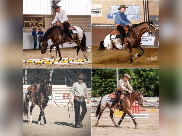 Appaloosa Hengst Bruin in Oberbronn