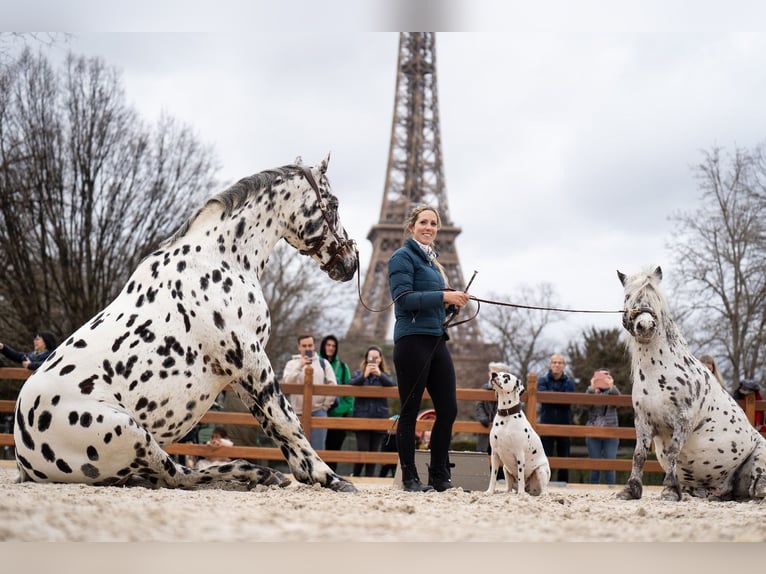 Appaloosa Mix Hengst in Kootwijkerbroek