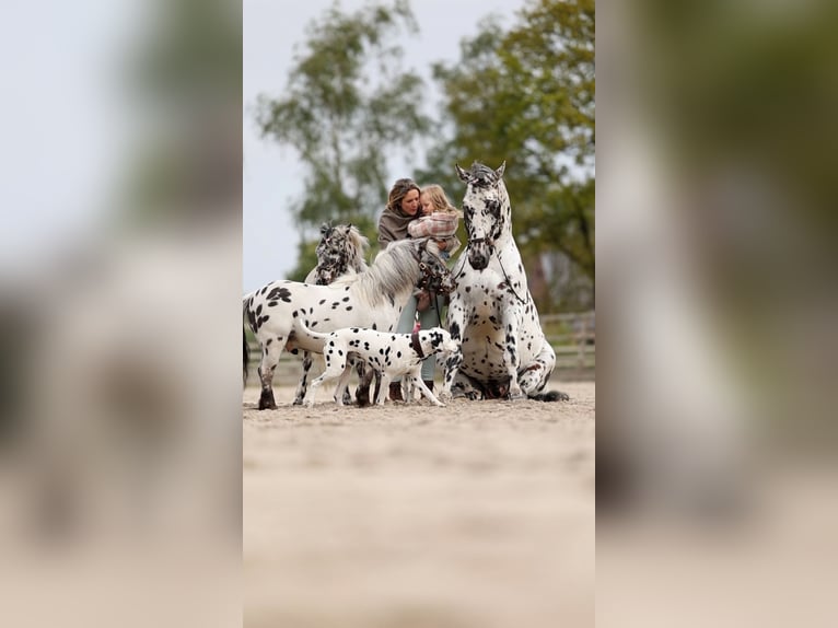 Appaloosa Mix Hengst in Kootwijkerbroek