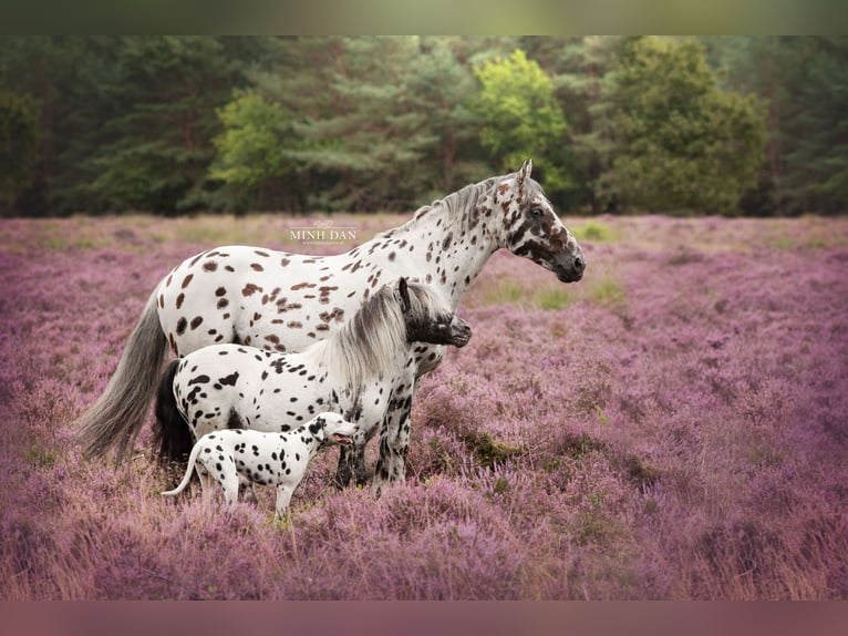 Appaloosa Mix Hengst in Kootwijkerbroek