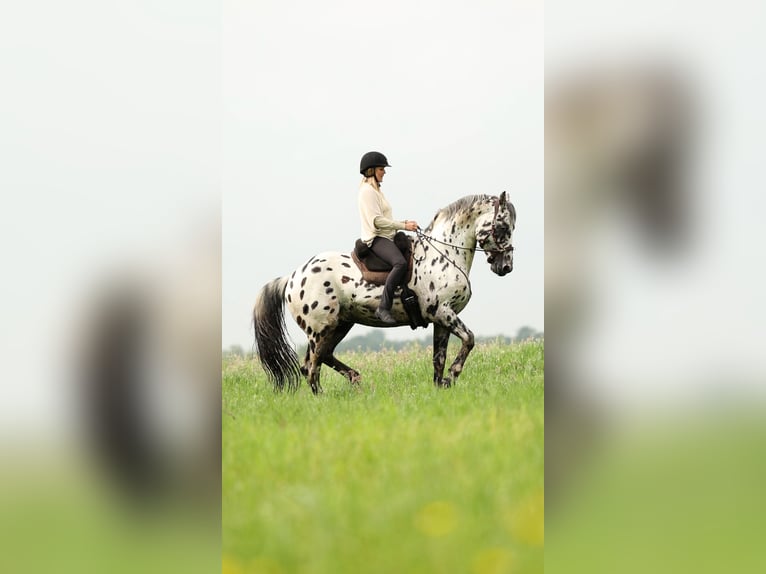 Appaloosa Mix Hengst in Kootwijkerbroek