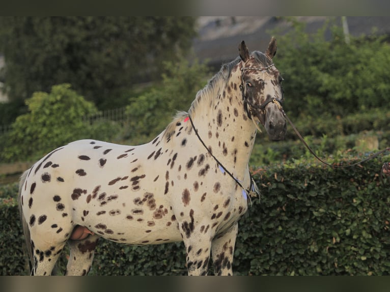 Appaloosa Mix Hengst in Kootwijkerbroek