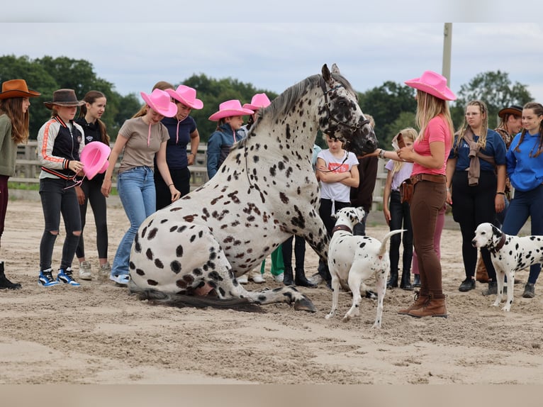 Appaloosa Mix Hengst in Kootwijkerbroek