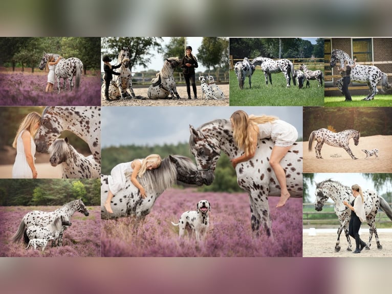 Appaloosa Mix Hengst in Kootwijkerbroek