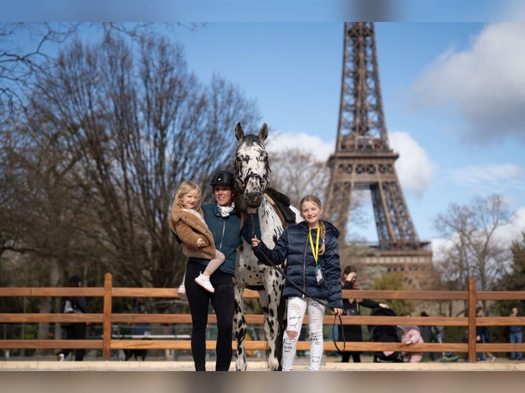 Appaloosa Mix Hengst in Kootwijkerbroek