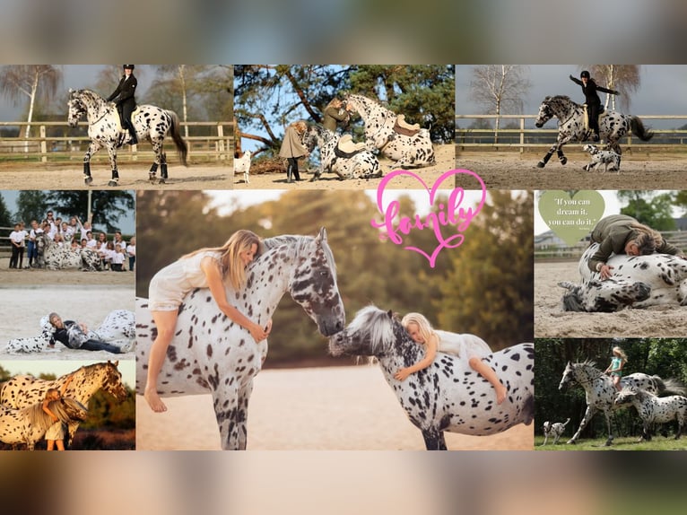 Appaloosa Mix Hengst in Kootwijkerbroek