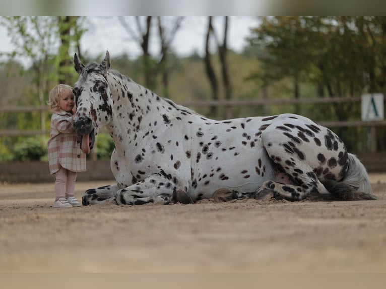Appaloosa Mix Hengst in Kootwijkerbroek