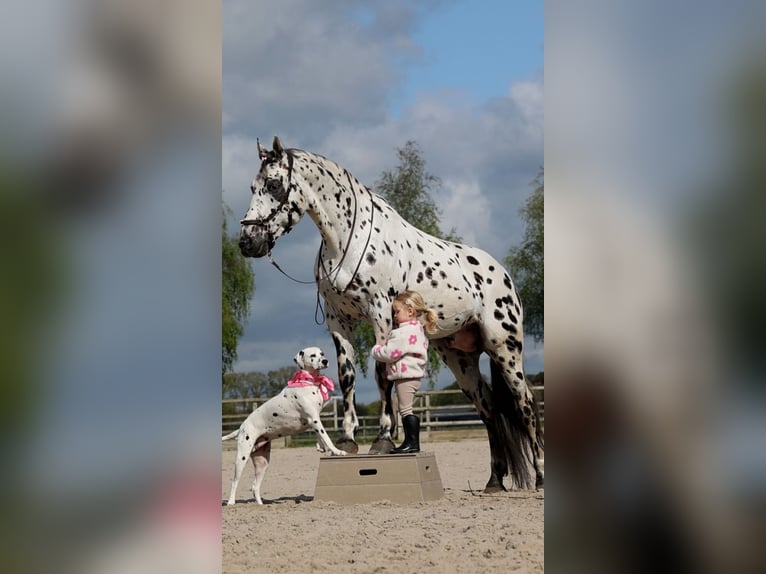 Appaloosa Mix Hengst in Kootwijkerbroek