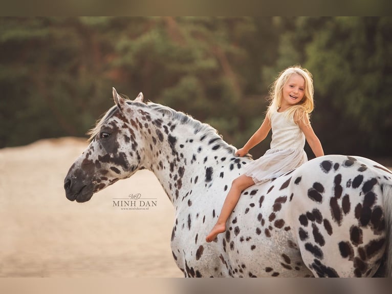 Appaloosa Mix Hengst in Kootwijkerbroek