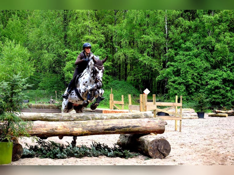 Appaloosa Mix Hengst in Kootwijkerbroek