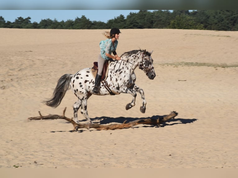 Appaloosa Mix Hengst in Kootwijkerbroek