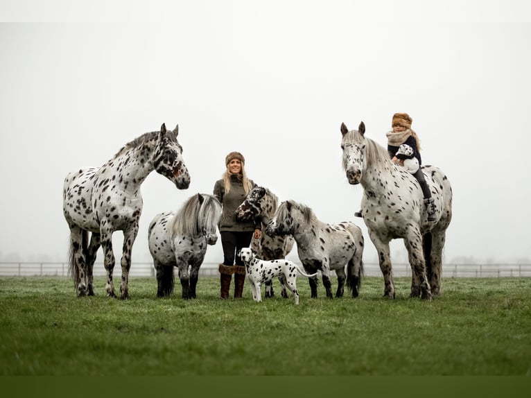 Appaloosa Mix Hengst in Kootwijkerbroek