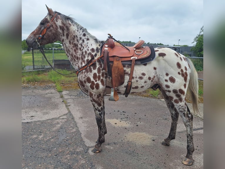 Appaloosa Mix Hengst Fliegenschimmel in Neustadt an der Orla