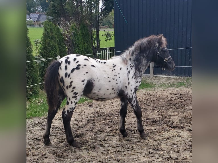 Appaloosa Hengst Fohlen (03/2025) 125 cm Tigerschecke in Spijk