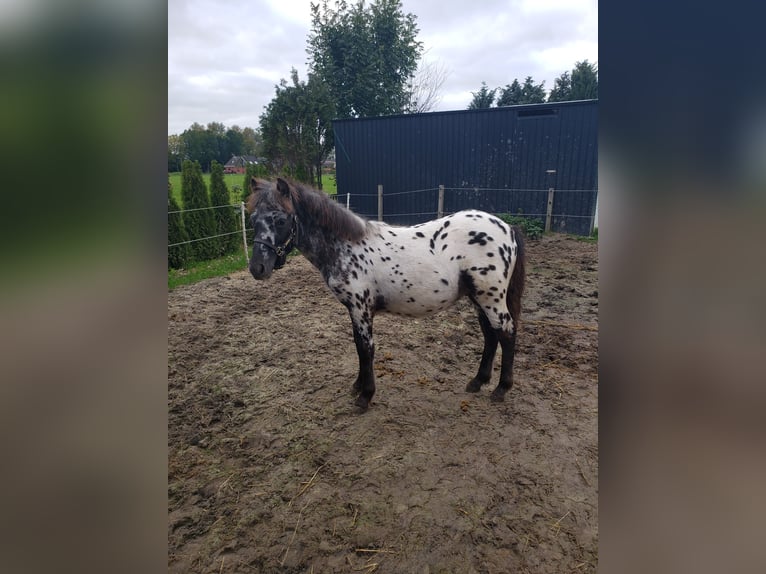 Appaloosa Hengst Fohlen (03/2025) 125 cm Tigerschecke in Spijk