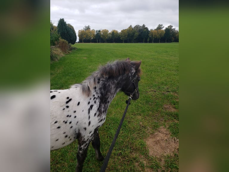 Appaloosa Hengst Fohlen (03/2025) 125 cm Tigerschecke in Spijk