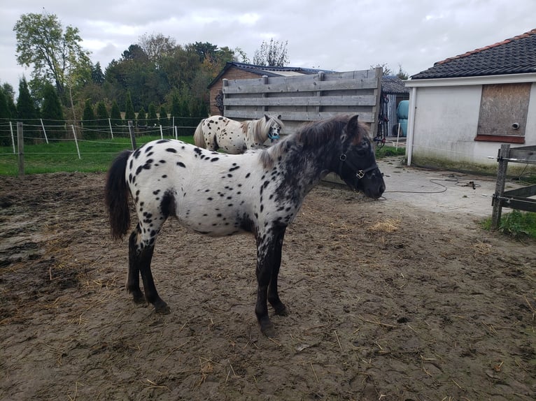 Appaloosa Hengst Fohlen (03/2025) 125 cm Tigerschecke in Spijk